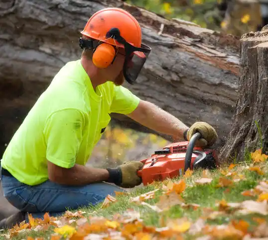 tree services Pleasant Hills